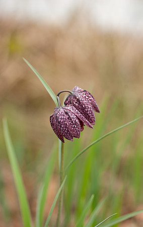 Fritillaria meleagris