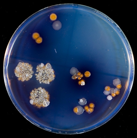 Bacteria
