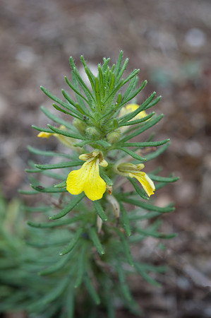 Ajuga chamaepitys