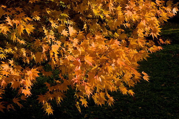 Autumn colour