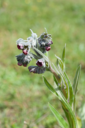 Cynoglossum officinale