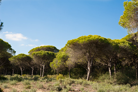Torre de Taho, La Brena y Marismas de Barbate