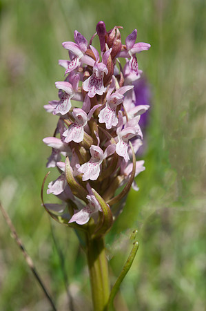 Dactylorhiza incarnata