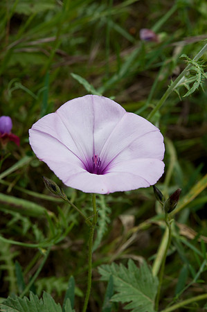 Convolvulus cantabrica