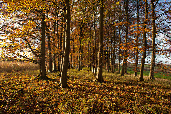 Colesbourne Park