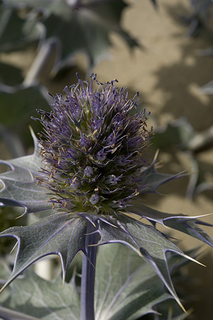 Eringium maritimum