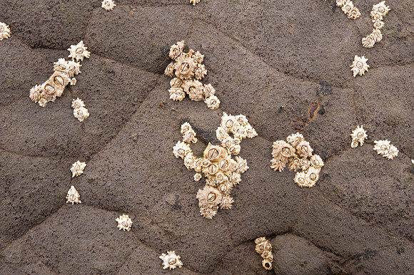 Barnacles