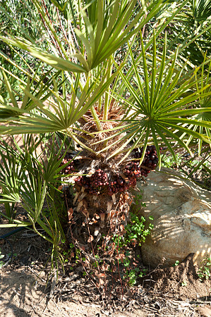 Chamaerops humilis fruit