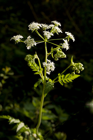 Anthriscus sylvestris