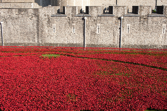 Tower of London Poppy Installation 2014