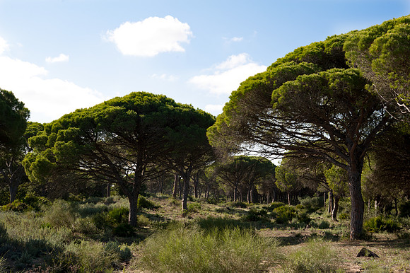 Torre de Taho, La Brena y Marismas de Barbate