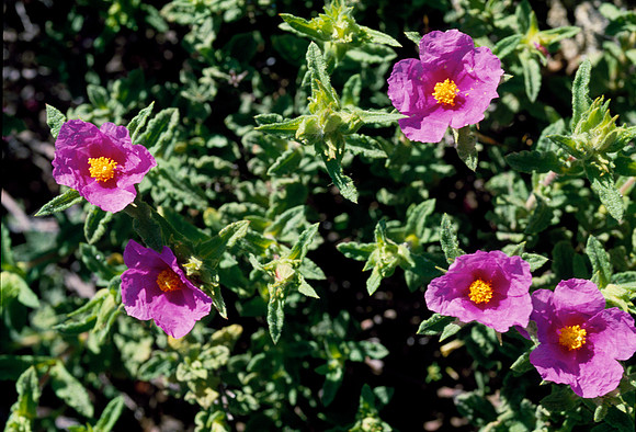 Cistus crispus