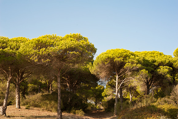 Ensenada de Bolonia