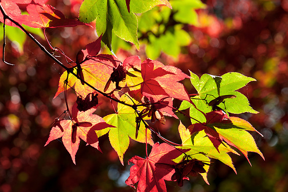 Autumn leaves, Winkworth