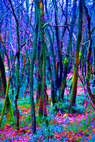 Ancient Field Boundary