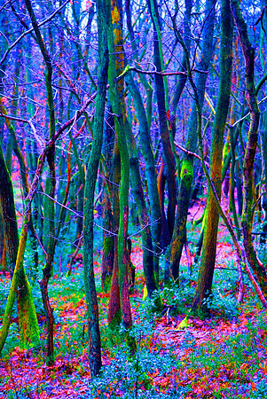 Ancient Field Boundary