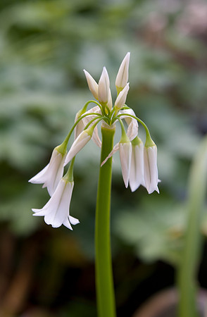 Allium triquetrum
