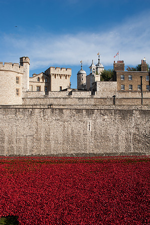 Tower of London Poppy Installation 2014