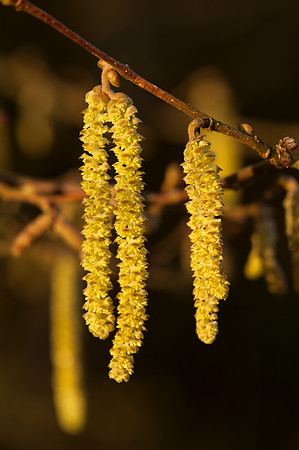 Corylus avellana catkins