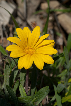 Asteriscus maritimus