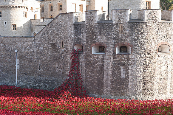 Tower of London Poppy Installation 2014