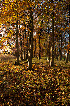 Colesbourne Park