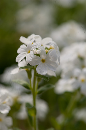 Erinus alpinus var. alba