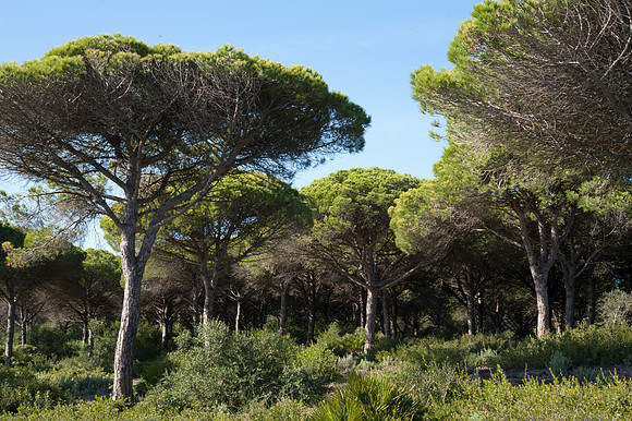Torre de Taho, La Brena y Marismas de Barbate