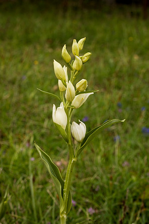 Cephalanthera damasonium