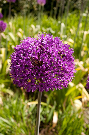 Allium sp.