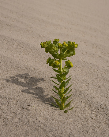 Euphorbia maritima