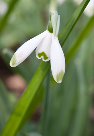 Galanthus nivalis var. viridi picris