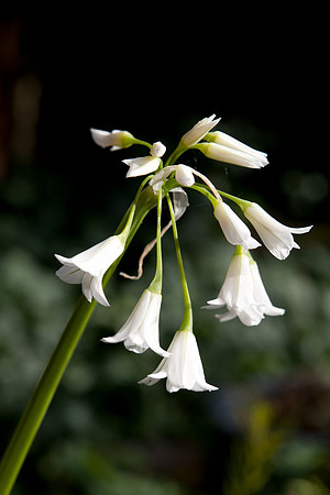 Allium triquetrum