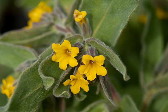 Alkanna lutea