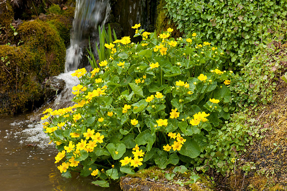 Caltha palustris
