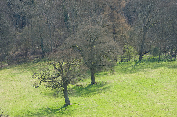 Dry chalk valley, Polesden Lacey, Surrey