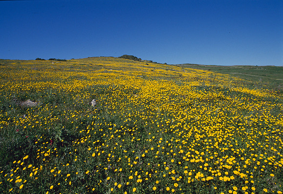 Upland meadow, Yorkshire
