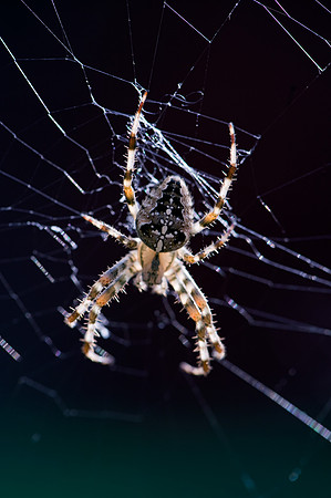 Garden Spider