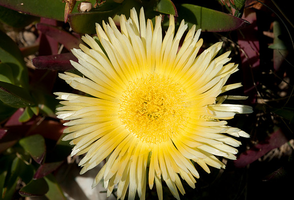 Carpobrotus edulis