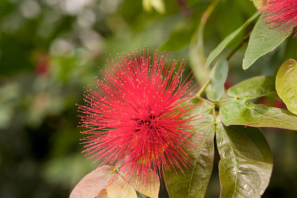 Callistemon sp.