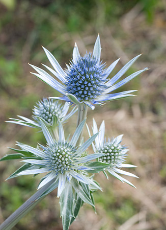 Eryngium amethystinum