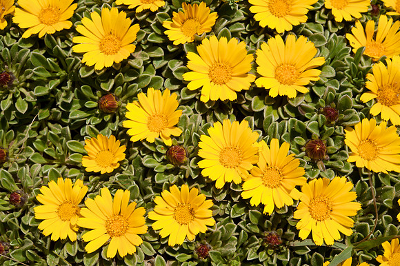 Asteriscus maritimus