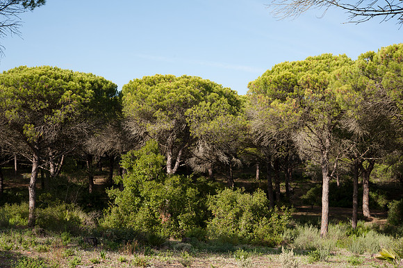 Torre de Taho, La Brena y Marismas de Barbate